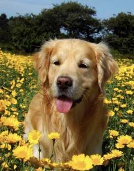 Желтая собака порода (54 фото) - картинки sobakovod.club